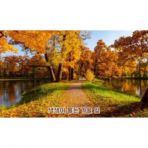 [파티붕붕]D5091 낙엽길 현수막 / 어린이집 가을 실사 현수막 유치원 단풍나무 숲배경 포토존