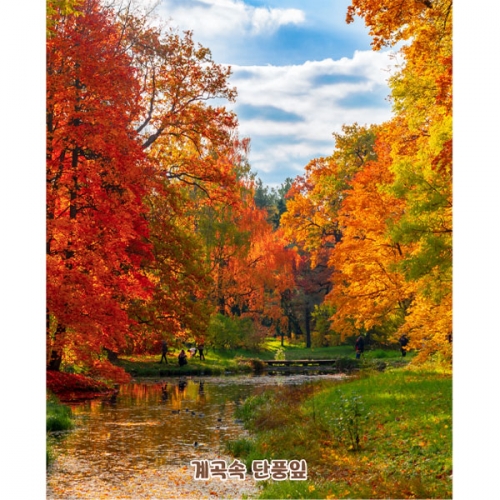 [파티붕붕]D5089 단풍나무 현수막 / 어린이집 유치원 가을 현수막 가을단풍 숲 호수 배경 포토존
