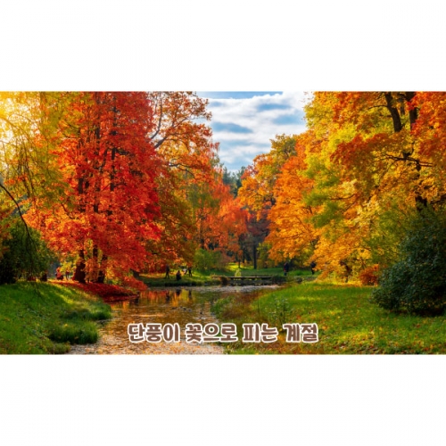 [파티붕붕]D5089 단풍나무 현수막 / 어린이집 유치원 가을 현수막 가을단풍 숲 호수 배경 포토존