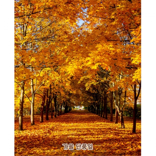[파티붕붕]D5088 현수막 / 유치원 가을 현수막 어린이집 단풍나무 낙엽길 포토존 제작