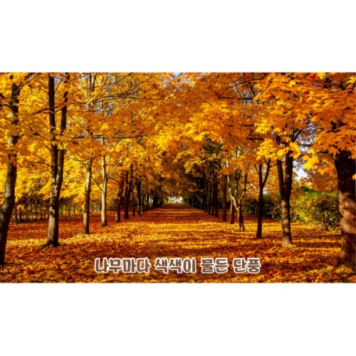 [파티붕붕]D5088 현수막 / 유치원 가을 현수막 어린이집 단풍나무 낙엽길 포토존 제작