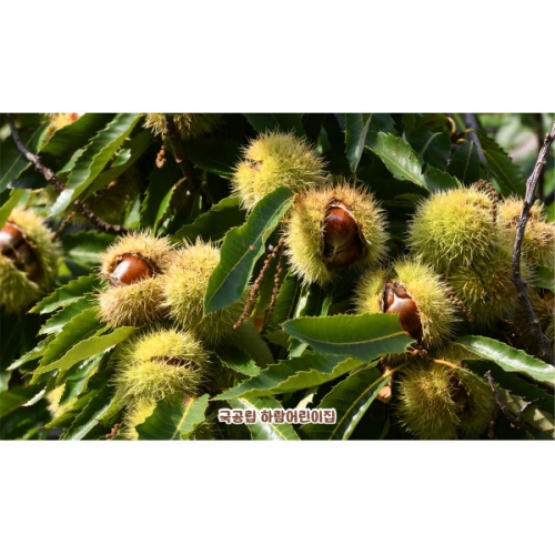 [파티붕붕]D5087 가을 현수막 / 어린이집 알밤 밤송이 현수막 유치원 가을배경 포토존 제작