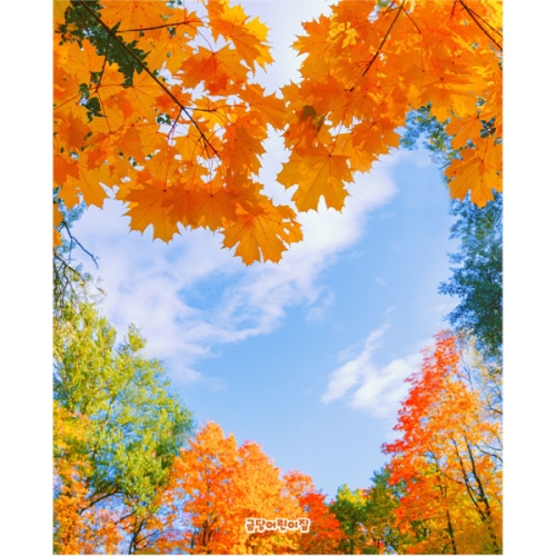 [파티붕붕]D5086 현수막 / 유치원 어린이집 가을 단풍나무 하늘 배경 포토존 현수막