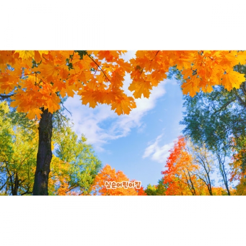 [파티붕붕]D5086 현수막 / 유치원 어린이집 가을 단풍나무 하늘 배경 포토존 현수막