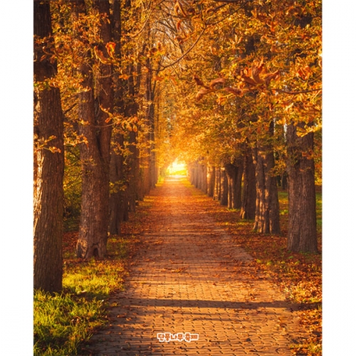 [파티붕붕]D5084 낙엽길 현수막 / 유치원 단풍나무 현수막 어린이집 가을 배경 포토존 제작