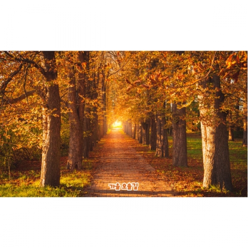 [파티붕붕]D5084 낙엽길 현수막 / 유치원 단풍나무 현수막 어린이집 가을 배경 포토존 제작