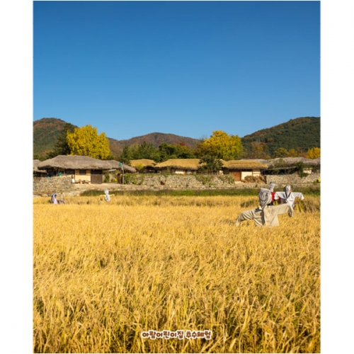 [파티붕붕]D5083 들녁 현수막 / 어린이집 가을 허수아비 현수막 유치원 벼 추수 포토존