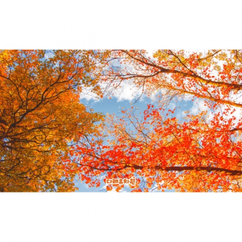 [파티붕붕]D5082 가을 현수막 / 유치원 어린이집 단풍나무 하늘 풍경 현수막 포토존 제작
