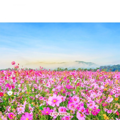 [Ƽغ]D5081  /  ġ ڽ     