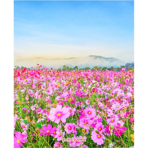 [파티붕붕]D5081 현수막 / 어린이집 유치원 코스모스 현수막 가을 꽃 배경 포토존