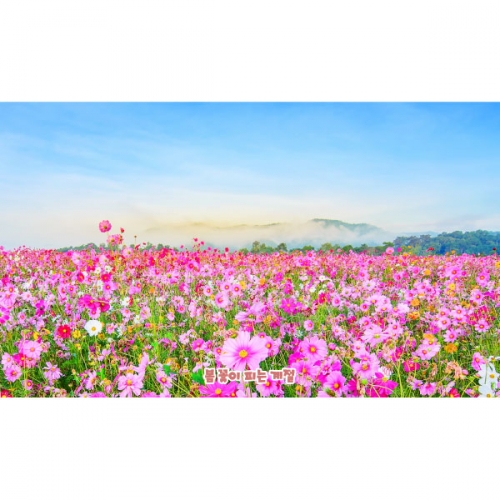 [파티붕붕]D5081 현수막 / 어린이집 유치원 코스모스 현수막 가을 꽃 배경 포토존