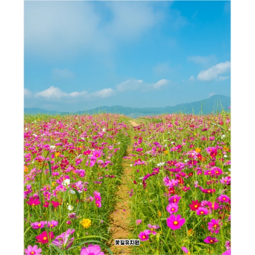 [파티붕붕]D5079 가을 현수막 / 어린이집 코스모스 현수막 유치원 꽃배경 포토존 제작
