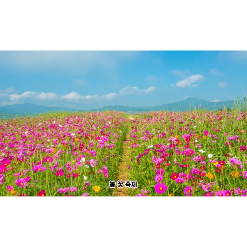 [파티붕붕]D5079 가을 현수막 / 어린이집 코스모스 현수막 유치원 꽃배경 포토존 제작