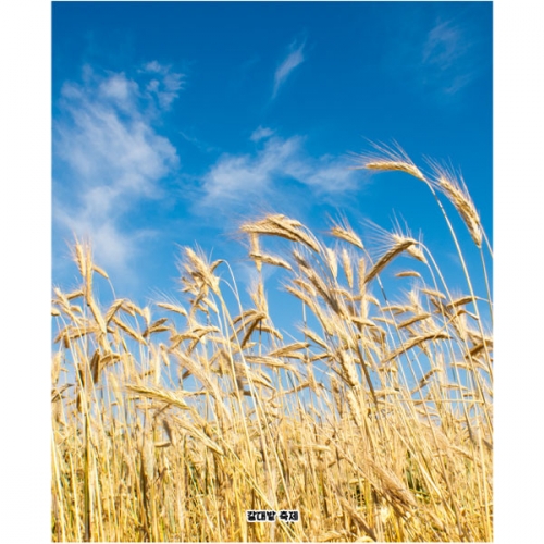 [파티붕붕]D5078 들녁 현수막 / 유치원 어린이집 가을 현수막 벼 가을하늘 포토존 제작