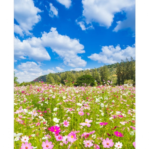 [파티붕붕]D3493 현수막 / 코스모스 현수막 유치원 어린이집 가을 배경 플랜카드