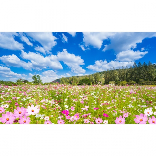 [파티붕붕]D3493 현수막 / 코스모스 현수막 유치원 어린이집 가을 배경 플랜카드