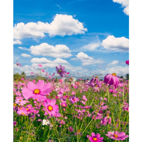 [파티붕붕]D3498 현수막 / 코스모스 현수막 가을 꽃 배경 포토존 제작