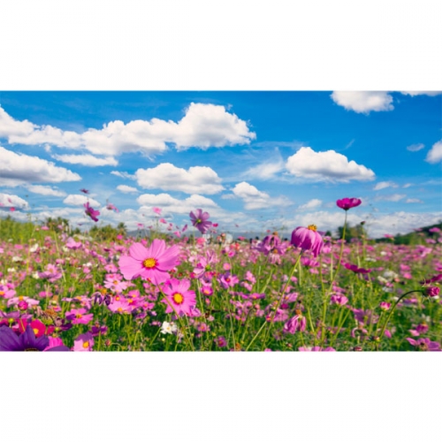 [파티붕붕]D3498 현수막 / 코스모스 현수막 가을 꽃 배경 포토존 제작