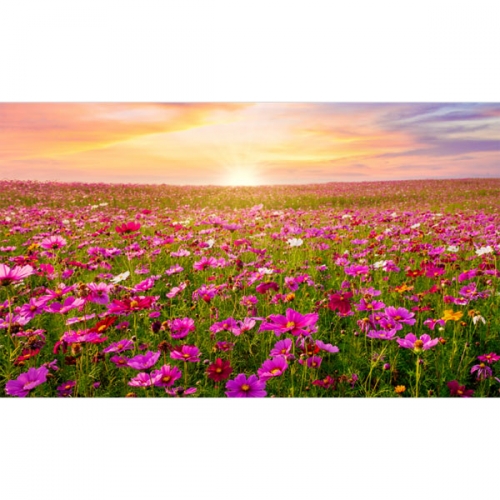 [파티붕붕]D3496 현수막 / 가을 코스모스 일몰 꽃 배경 포토존 현수막