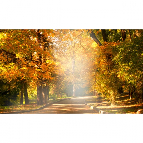 [파티붕붕]D3495 / 가을 단풍 은행나무 실사 배경 포토존 현수막 제작