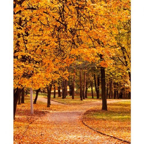 [파티붕붕]D3492 가을 배경 현수막 / 어린이집 유치원 단풍 은행나무 포토존 제작