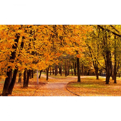 [파티붕붕]D3492 가을 배경 현수막 / 어린이집 유치원 단풍 은행나무 포토존 제작