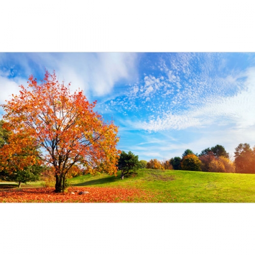 [파티붕붕]D3491 현수막 / 어린이집 유치원 가을 단풍나무 배경 포토존 현수막