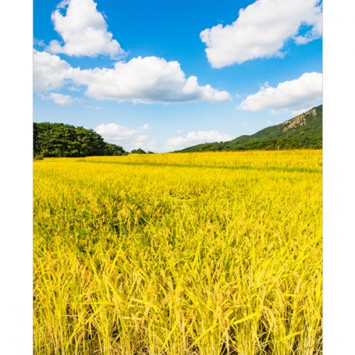 [파티붕붕]D3400 들판 현수막 / 들녁 벼 현수막 어린이집 유치원 가을 배경 플랜카드