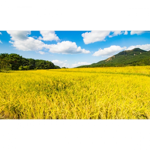 [파티붕붕]D3400 들판 현수막 / 들녁 벼 현수막 어린이집 유치원 가을 배경 플랜카드