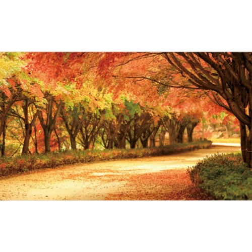 [파티붕붕]D3399 단풍나무 현수막 / 가을 숲 배경 현수막 유치원 어린이집 단풍 포토존