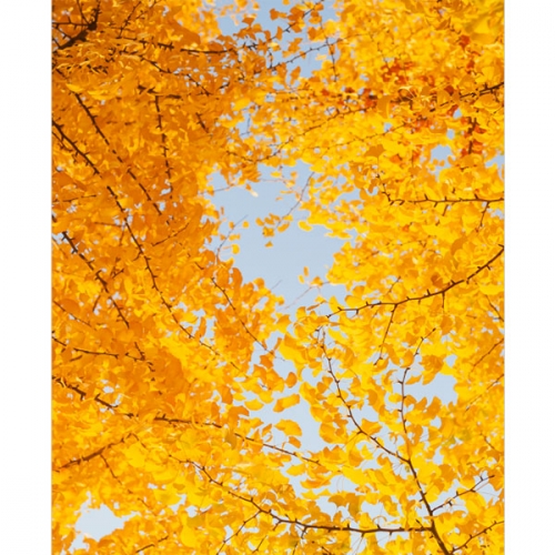 [파티붕붕]D3398 은행 현수막 / 어린이집 유치원 가을 은행나무 배경 현수막 제작