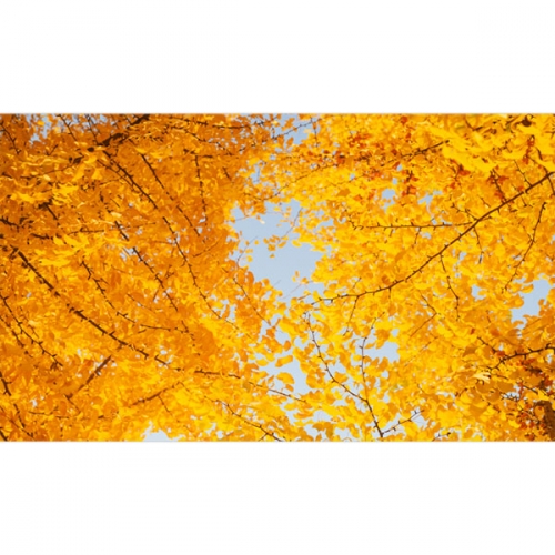 [파티붕붕]D3398 은행 현수막 / 어린이집 유치원 가을 은행나무 배경 현수막 제작