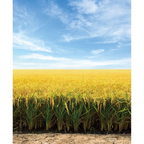 [파티붕붕]D3407 들판 현수막 / 들녁 벼 현수막 가을 배경 포토존 제작