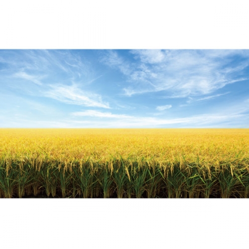 [파티붕붕]D3407 들판 현수막 / 들녁 벼 현수막 가을 배경 포토존 제작