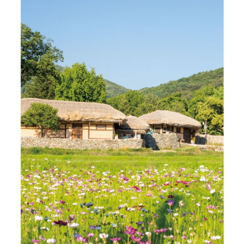 [파티붕붕]D3405 초가집 현수막 / 가을 코스모스 배경 현수막 포토존 제작