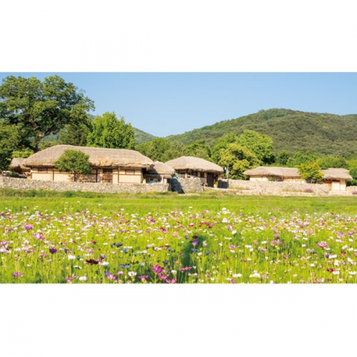 [파티붕붕]D3405 초가집 현수막 / 가을 코스모스 배경 현수막 포토존 제작