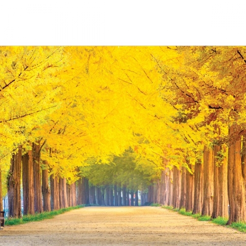 [Ƽغ]D3315   / ǳ ೪   ÷ī 