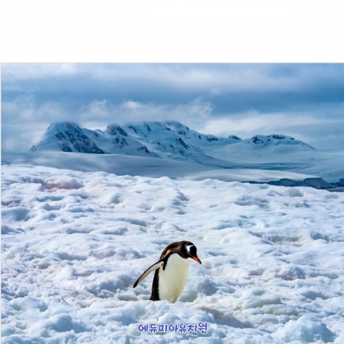 [파티붕붕]D5377 겨울 펭귄 현수막 / 유치원 어린이집 남극 얼음 현수막 포토존 제작