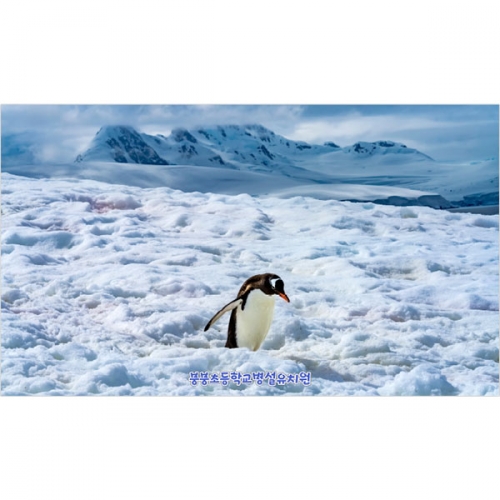 [파티붕붕]D5377 겨울 펭귄 현수막 / 유치원 어린이집 남극 얼음 현수막 포토존 제작