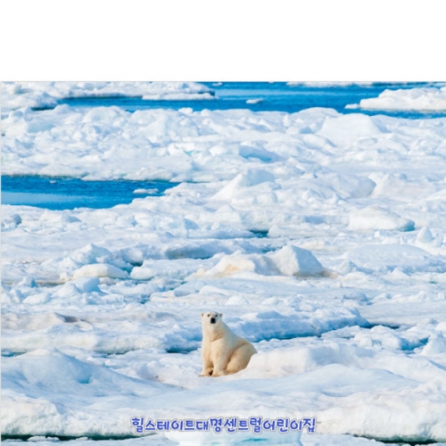 [파티붕붕]D5376 현수막 / 어린이집 겨울 북극곰 현수막 유치원 얼음 포토존