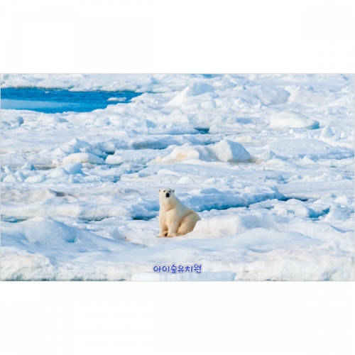 [파티붕붕]D5376 현수막 / 어린이집 겨울 북극곰 현수막 유치원 얼음 포토존