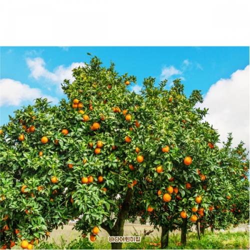 [파티붕붕]D5234 귤 현수막 / 어린이집 유치원 귤나무 현수막 귤밭 체험 포토존 제작