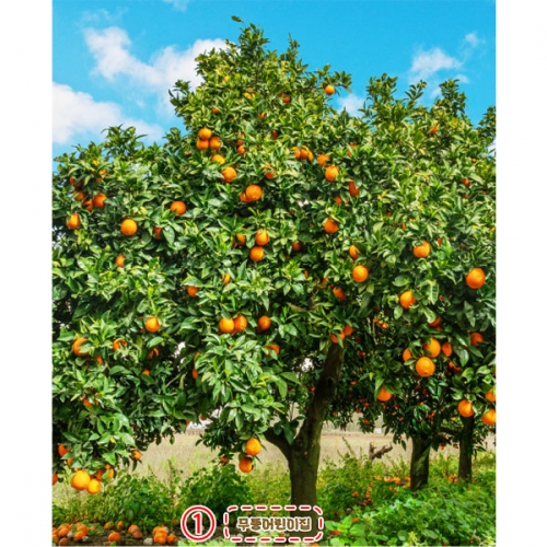 [파티붕붕]D5234 귤 현수막 / 어린이집 유치원 귤나무 현수막 귤밭 체험 포토존 제작