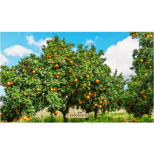 [파티붕붕]D5234 귤 현수막 / 어린이집 유치원 귤나무 현수막 귤밭 체험 포토존 제작
