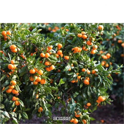 [파티붕붕]D5210 귤 현수막 / 귤나무 현수막 어린이집 유치원 귤밭 체험 포토존