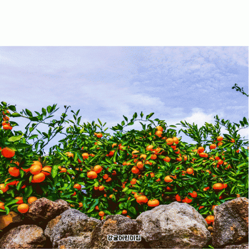 [Ƽغ]D5208 ֹ  /  ġ ֳ   