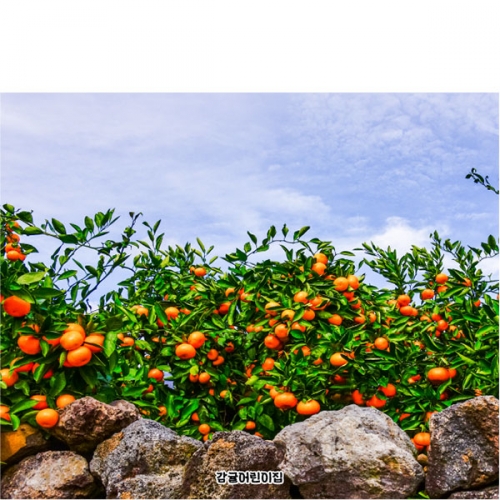 [파티붕붕]D5208 귤밭 현수막 / 어린이집 유치원 귤나무 포토존 현수막 제작