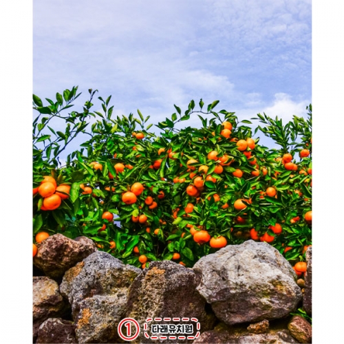 [파티붕붕]D5208 귤밭 현수막 / 어린이집 유치원 귤나무 포토존 현수막 제작