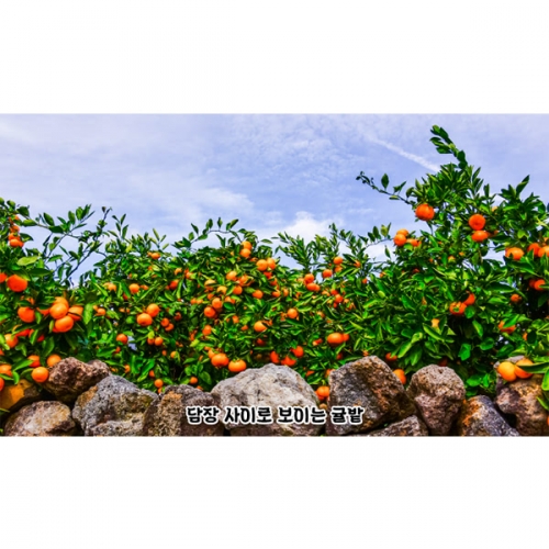 [파티붕붕]D5208 귤밭 현수막 / 어린이집 유치원 귤나무 포토존 현수막 제작
