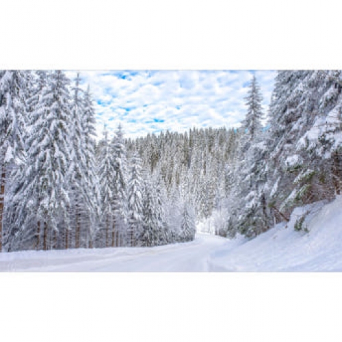 [파티붕붕]D3932 겨울나무 현수막 / 겨울 트리나무 현수막 배경 포토존